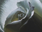 Still Waters, white rose - Oil Painting