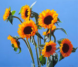 Sunflowers - medium print includes mount! - SOLD